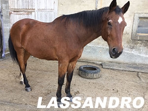 Lassandro
