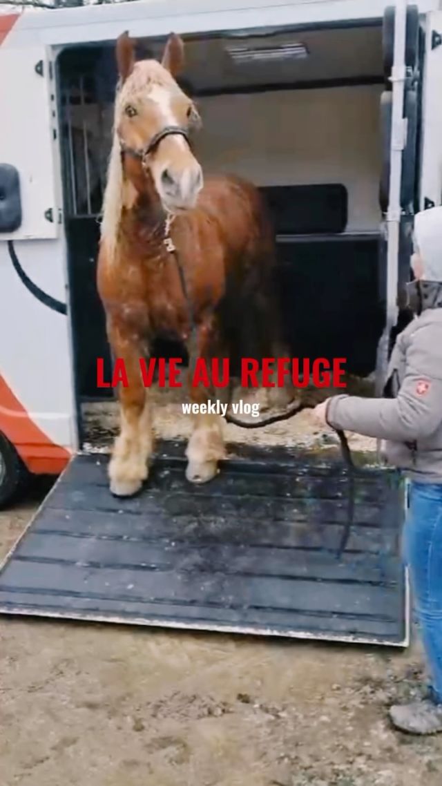 LA VIE AU REFUGE 🎥

La semaine passée résumée en quelques secondes 🐴🫏🐶🤠

#protectionanimale #chevaux #horserescue #horseshelter #suisse #refuge #spa #psa #bienetreequin