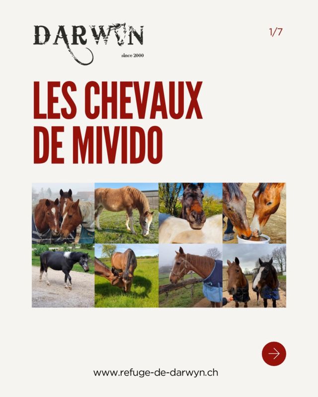 Lorsque vous montez à cheval en club, avez-vous déjà pensé à ce que deviennent les chevaux lorsqu’ils prennent leur retraite ? Après tant d’années à vous apprendre, à vous faire progresser et à partager de bons moments avec vous, leur avenir mérite votre attention.

Malheureusement, tous ne finissent pas leurs jours dans les meilleures conditions. C’est pourquoi il est important de sensibiliser les jeunes, comme les adultes, à leur avenir et, pourquoi pas, d’aider à faire évoluer les pratiques pour leur offrir une retraite digne et paisible.

Nous vous encourageons à vous renseigner sur la condition des chevaux retraités de votre club. Où vont-ils? Comment sont-ils pris en charge? 

Prendre soin d’eux ne s’arrête pas à la fin de leur carrière. Pensez-y et agissons ensemble ! 🤝🏼🩵 

#protectionanimale #chevaux #horserescue #horseshelter #suisse #refuge #spa #psa #bienetreequin