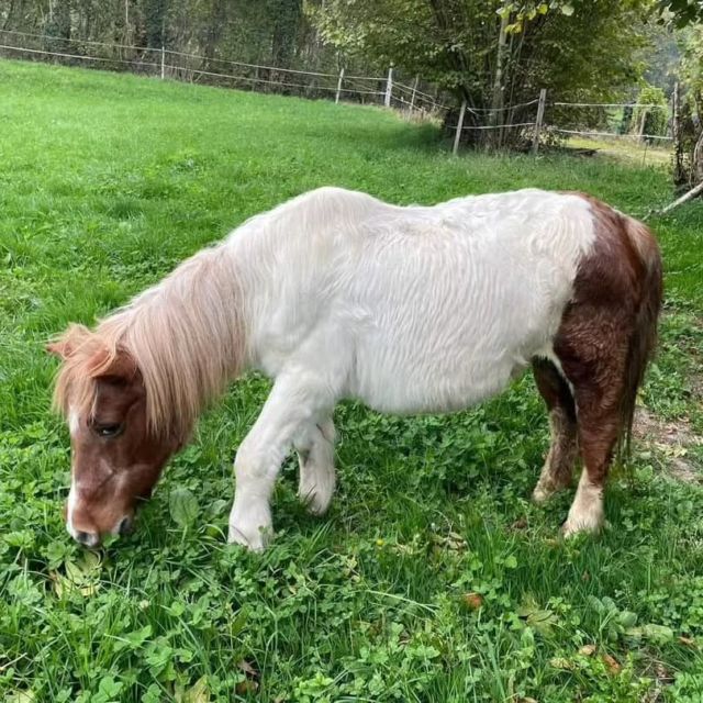 🏠🐴 Juliette et Janette rejoignent le Refuge

En juin, nous avions posté une demande pour le placement de ces 2 ponettes, suite à la santé fragile de leurs propriétaires. 

Malheureusement, la situation s’étant dégradée, nous n’avons pas eu d’autres choix que d’aller les chercher cette semaine avant la rentrée à l’hôpital des 2 propriétaires.

Le vétérinaire est prévu pour un check-up (vaccins pas à jour, vermifuges, et dents), et ferons aussi le point sur l’arrière main de Janette. 

Juliette, 29 ans, la ponette pie et Janette, la fjord de 24 ans cherchent soit une famille les 2 ensembles soit des parrains !

Welcome à nos 2 mamies !