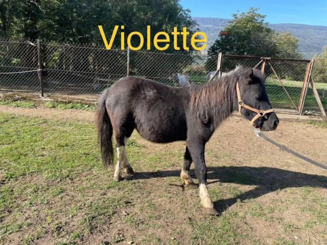 ✳️ Friska et Violette recueillies pour donner une chance aux autres✳️

La maltraitance, la négligence sont souvent des conséquences de la détention d’un nombre trop important d’équidés. Aider au placement d’une partie du cheptel peut-être déjà un premier pas pour améliorer les conditions de vie des animaux restants. Faire prendre conscience que la castration des animaux « entier » est aussi un pas vers le bien-être animale qui permettra de limiter toute reproduction dite non-contrôlée. 

C’est le cas de Friska et Violette, nées dans une exploitation, où nous avons aidé à différents stades et avons recueilli ces deux pouliches shetlands. 

Manon Petit, a eu la gentillesse de les accueillir pour participer à leur sociabilisation et gérer les soins de base. Violette a un problème à l’œil, nous essayons de le sauver. 

Dans quelques temps, Friska et Violette seront prévues au placement, de préférence ensemble. 

Deux caractères complétement opposés, entre une Friska très vive, et une Violette plus posée.