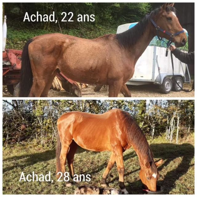 Achad, notre papy pur sang américain

Recueilli en 2008, Achad a été adopté rapidement, mais après quelques années, sa famille d'accueil l'a placé dans une pension pour sa retraite. Malheureusement, la famille n'arrivant plus à se déplacer aussi souvent qu'elle le souhaitait, elle a fait confiance à cette pension. Nous avons alors rendu visite à Achad pendant la période hivernale. Stupeur en découvrant notre papi dans cet état, nous l'avons déménagé le jour même.

Depuis six ans, Achad profite de sa retraite dans l'une de nos antennes en pension, où la détention de vieux chevaux rime avec des soins adaptés à chaque équidé !

C'est encore un exemple que la maigreur d'un vieux cheval n'est pas une fatalité !
Propriétaires de chevaux, allez voir vos chevaux retraités, surtout à la mauvaise saison. Trop de chevaux ne sont pas détenus dans de bonnes conditions :

- abris insuffisants pour le nombre de chevaux
- boue profonde autour des râteliers
- foin de mauvaise qualité
- manque de compléments

Une visite qui peut changer la vie de votre fidèle ami à 4 jambes !