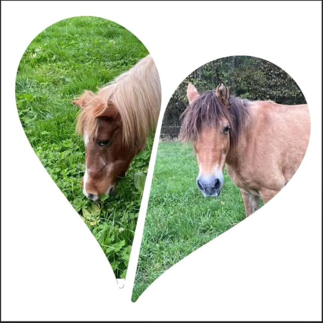 ☺️Pour bien finir une journée : 

Message reçu de la propriétaire des 2 ponettes, Janette et Juliette, recueillies hier... 

"Bonsoir, merci a toute votre équipe et merci pour votre réactivité. Juliette et Janette étaient calmes et sereines. Le maréchal ferrant venait de leur faire une manucure avant de partir. Notre souhait est qu'elles aient une fin de vie heureuse. Demain je suis opérée de la hanche et de les savoir chez vous me rassure et me soulage. Merci. Vous êtes une belle équipe et les animaux le ressente. Faites un bisou à Juliette et Janette de ma part. Gros gros bisous à mes 2 mêmes 💜💜💜💜 merci et bonne soirée. Sincères salutations. 

En plus de l'opération de la hanche de la propriétaire, son mari se fait opérer la semaine prochaine pour un triple pontage coronarien...Voila pourquoi, le Refuge existe aussi, pour soulager la souffrance animale mais n'oubliez jamais : "derrière des chevaux en souffrance, ou en attente de solution, se cache très souvent un humain en détresse"