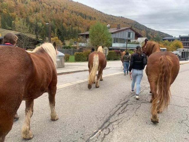 Retour de l'estivage pour nos cocos "poids lourds"

Ils auront profité d'une belle saison à l'estivage nos comtois et franches-montagnes, pour la plus part retraités. 

Retour en plaine avant que la neige arrive :-)