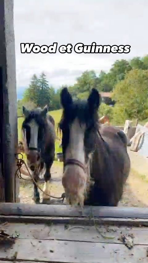 Lundi 17 juin, deux paires de belles moustaches ont rejoint le Refuge, welcome Guiness et Wood !

Cet hiver, un propriétaire de deux Irish Cob nous appelle à l’aide, car il va perdre son terrain et l’avenir s’annonce compliqué pour garder ses chevaux dans de bonnes conditions. Tombé amoureux de cette race et de ces deux moustachus qui lui ont permis de découvrir notamment les joies de l’attelage et de la randonnée, il ne peut se résoudre à les abandonner et souhaite leur trouver une belle place.

D’un côté, nous avons donc “Wood” et “Guiness”, des super chevaux, gentils, proches de l’être humain, parfaitement éduqués aux soins, à la monte et à l’attelage. Ils ont respectivement 15 et 17 ans et peuvent encore faire le bonheur de cavaliers tous niveaux confondus. Le seul bémol, c’est que Guiness est atteint de la maladie dite des “pattes à jus” contre laquelle il n’a pas vraiment été soigné et avec ses longs poils sur les jambes, il est difficile d’en évaluer le stade.

De l’autre côté, nous connaissons un jeune couple plutôt débutant qui cherche à adopter deux chevaux afin de redonner vie au corps de ferme familial dans lequel ils se sont récemment installés et profiter de quelques belles balades dans la montagne.

Nous faisons vite le rapprochement entre ces deux profils. Quand nous accompagnons ce couple pour rendre visite aux deux chevaux et qu’ils répondent au sifflement de leur propriétaire, sortent au grand trot de la forêt et viennent chercher des caresses, et bah c’est gagné !

Ce lundi, nous allons donc les chercher pour les emmener dans leur nouvelle maison sur les hauteurs d’Évian, avec vue sur le lac s’il vous plaît !

Une fois arrivés, nous passons aux soins des jambes de Guiness qui s’avèrent être bien atteintes. Il faudra du temps et de la patience mais leur nouvelle famille est méga motivée et prête à suivre nos conseils à la lettre, alors il n’y a pas de raison, ça va aller !

Je vous laisse découvrir la petite vidéo faite par la nouvelle famille d’accueil <3