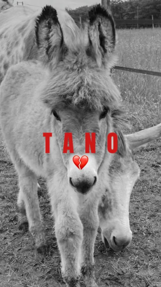 C’est avec une immense tristesse que nous vous annonçons la perte de notre petit Tano, parti bien trop tôt à l’âge de 10 mois. 💔

Un accident tragique et inattendu l’a emporté. Pendant la nuit, il a passé sa tête entre deux barrières et a dû se faire le coup du lapin. 

Nous sommes profondément bouleversés par cet événement si cruel et imprévisible. Il nous laisse un sentiment mêlé de culpabilité et d’impuissance, malgré tous nos efforts pour offrir un environnement que nous pensions sécurisés. 

Tano a marqué nos vies, même si le temps avec lui a été bien trop court.

Tano va fortement nous manquer à nous et à son meilleur ami, Chewbacca. 🌈🤍

Merci pour votre compréhension et votre soutien en ces moments difficiles.

#protectionanimale #chevaux #horserescue #horseshelter #suisse #refuge #spa #psa #bienetreequin