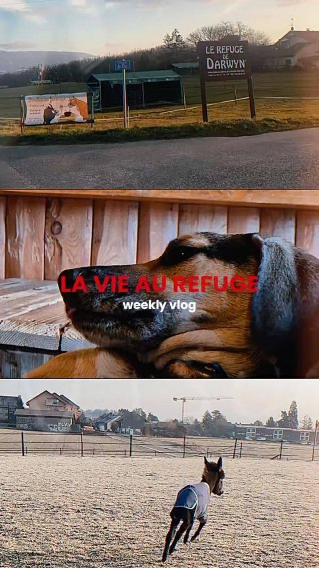 LA VIE AU REFUGE 🎥 

La semaine passée en images: 
🐴 Nos protégés, chouchoutés par la team
🐶 Nos chiens, toujours là pour nous faire rire
🤠 Notre équipe polyvalente, qui bosse dans la bonne humeur, que ce soit au bureau, sur le terrain, à nos activités fondues ou anniversaires

#protectionanimale #chevaux #horserescue #horseshelter #suisse #refuge #spa #psa #bienetreequin