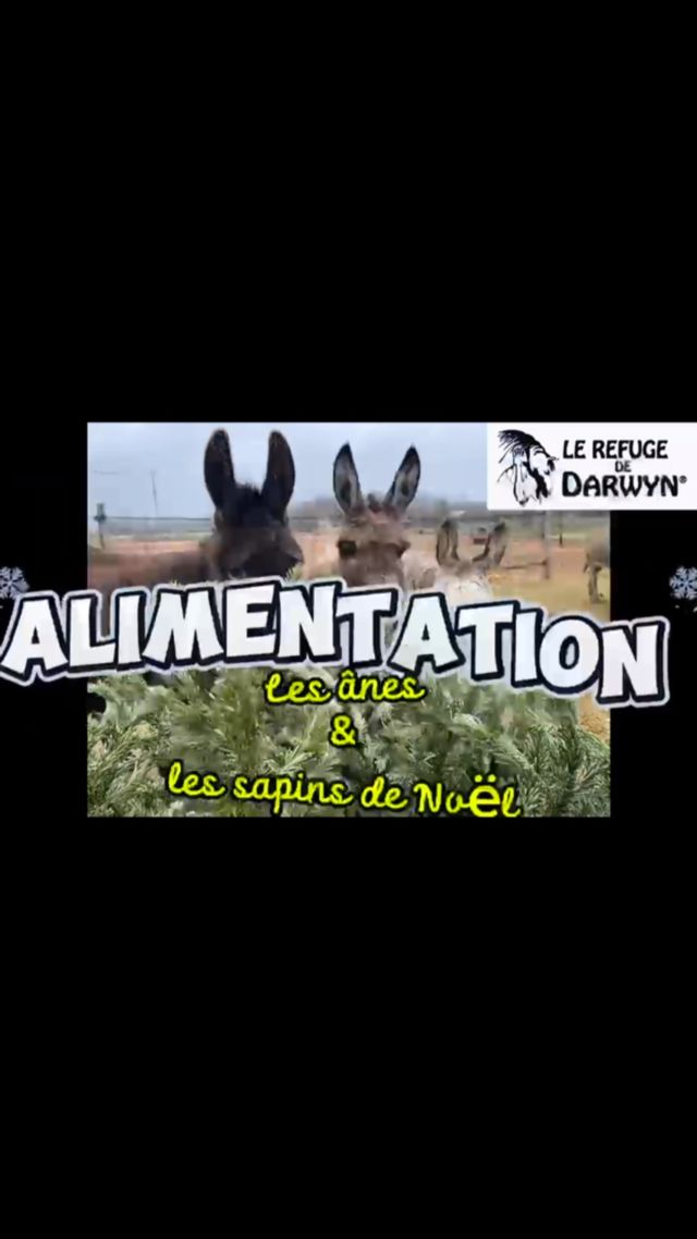 Les sapins de Nöel et les ânes 🌲🫏

Oui mais… quelques précisions à prendre en compte 👌