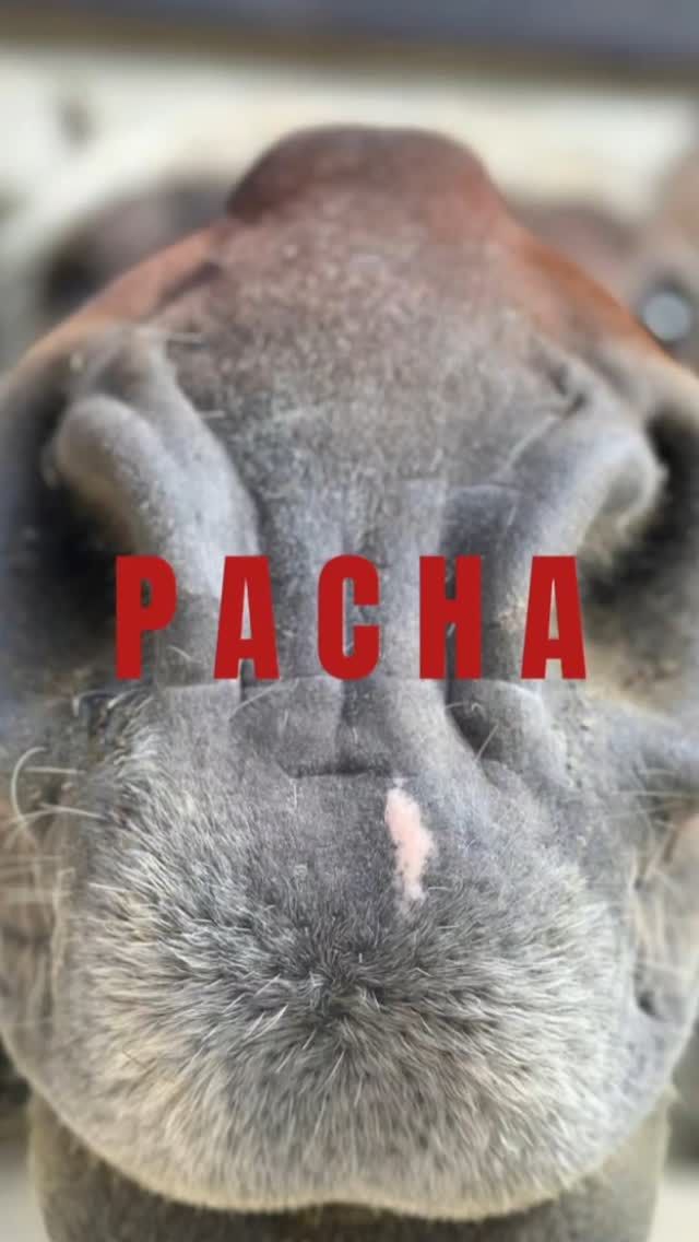 FOCUS DE LA SEMAINE : Pacha, étalon comtois récupéré en 2013 par le Refuge. Il était fortement amaigri et souffrait d'une grave infection des jambes. 

#protectionanimale #chevaux #horserescue #horseshelter #suisse #refuge #spa #psa #bienetreequin