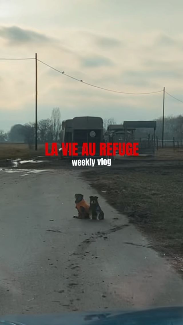 LA VIE AU REFUGE 🎥
27/01 - 2/02 2025

Belle semaine à tous 💛✨

#protectionanimale #chevaux #horserescue #horseshelter #suisse #refuge #spa #psa #bienetreequin