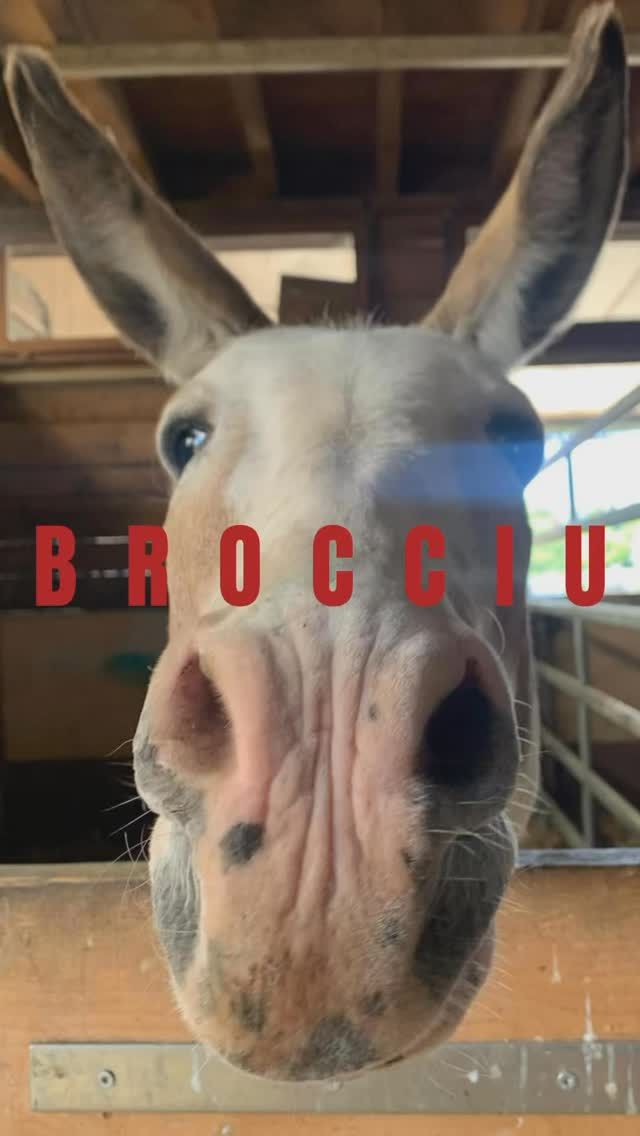 FOCUS DE LA SEMAINE : BROCCIU 🫏

Brocciu est un âne de 12 ans qui est arrivé parmi nous, complètement résigné à son triste sort. Il a fallu de longs mois de soins et d’attention pour l’aider à se reconstruire, aussi bien physiquement que mentalement.

Aujourd’hui, son regard s’est illuminé, et il nous dévoile enfin sa vraie personnalité. Brocciu nous a profondément touchés par sa force et sa résilience. 💙

#protectionanimale #chevaux #horserescue #horseshelter #suisse #refuge #spa #psa #bienetreequin