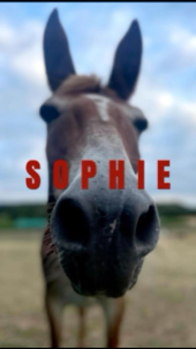FOCUS DE LA SEMAINE: SOPHIE 🐴🫏

Sophie est notre mule âgée de 15 ans. Elle est arrivée au Refuge en 2023, non sociabilisée et avec les pieds déformés.
Après un long parcours de soins vétérinaire et maréchal, Sophie profite d’une belle vie au Refuge. ✨

#protectionanimale #chevaux #horserescue #horseshelter #suisse #refuge #spa #psa #bienetreequin
