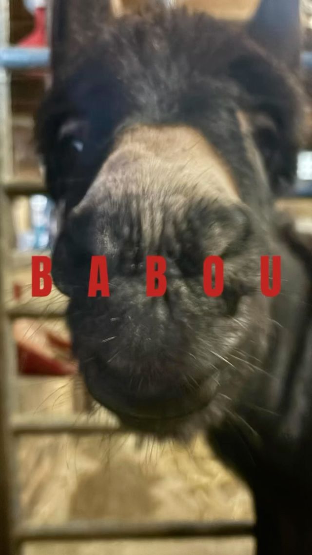 FOCUS DE LA SEMAINE: BABOU 🍼

Babou a actuellement 5 mois. Comme elle grandit bien et sur avis vétérinaire, nous avons réduit ses biberons progressivement jusqu’à n’en donner plus que 2x par jour. Elle mange aussi du foin et du grain comme une grande !

Merci à la famille de Babou pour sa confiance et à la Team d’avoir tenue ses engagements. 🩵

#protectionanimale #chevaux #horserescue #horseshelter #suisse #refuge #spa #psa #bienetreequin