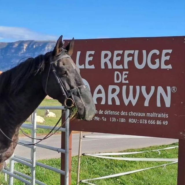 Visite du joli “Lecky Mon Ami”!

Venu dans la région avec sa famille d’accueil, trop sympa d’être venu faire un coucou au Refuge !