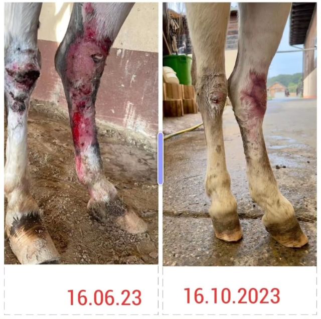 😍Nouvelles de Brocciu !! 

Vous avez très nombreux à avoir été touché par l'histoire de l'âne Brocciu, recueilli blessé en juin . 

Et bien ca n'a pas été simple ! 

Les premières semaines, les soins ont bien évolués, puis des bactéries pathogènes de souches résistantes sont venues semer leur zizanie ! Il a fallu trouver le bon anti-bio, et la bonne "technique" pour permettre à cette blessure de cicatriser. 

Depuis juin soit 4 mois, nous avons dû continuer les pansements qui sont changés toutes les 36h, mais l'évolution est très bonne et avons le plaisir de la partager avec vous !

Brocciu a été (presque) chaque jour coopératif...2, 3 coups de pieds mais  nous ne pouvons pas lui en tenir rigueur au vu de sa blessure et de la durée des soins. 

Sinon, tout le village est au courant, que nous avons un âne...et oui, Monsieur braille souvent et même la nuit...Nous en profitons pour remercier les habitants de Sezenove et nos voisins proches pour leur compréhension.

ET un ENORME MERCI à Natacha, Milton et Nadja pour la top gestion des soins et les changements de pansements !
Merci également à Anaïs @Vetequine.fr pour ses bons soins et sa disponibilité.

Et à vous, qui avait participé à la cagnotte soins, car à ce jour nous en somme à plus de 2'000 euro mais pour le moment, la cagnotte permet de les couvrir ! 

Un petit clin d'oeil également à Isabelle, qui nous a signalé Brocciu, qui vient lui rendre visite et qui a participé financièrement à la prise en charge des soins !!!

Une jolie chaîne de solidarité !!! MERCI A TOUS !🤗
