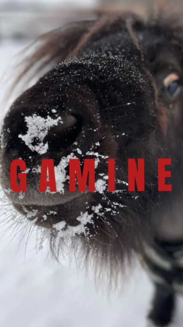 FOCUS DE LA SEMAINE : GAMINE 🐴🦿

Gamine, est une petite ponette volée en 2017 et retrouvée 2 mois plus tard avec la jambe cassée. Elle a du etre amputée par la suite. Découvrez son parcours de la combattante ❤️

Merci à @orthopia.protheses pour son aide !🦿

#protectionanimale #chevaux #horserescue #horseshelter #suisse #refuge #spa #psa #bienetreequin